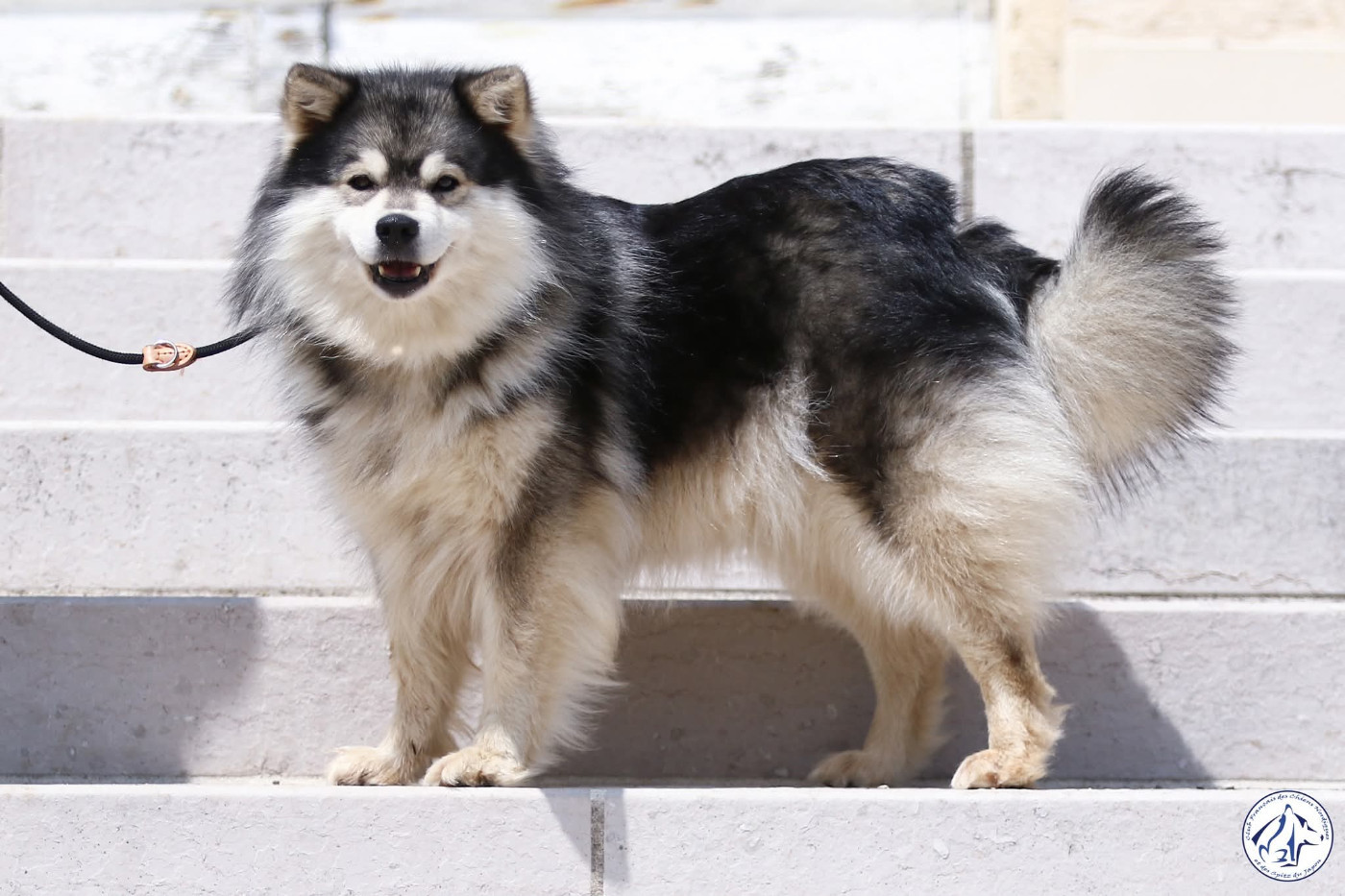 Aegirsson O'schatzala dit katniss