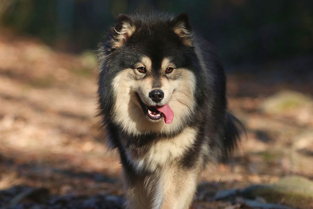 Seasons summer Du Pays Des Mille Lacs