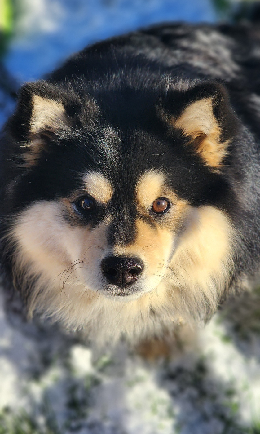 Unger games effie Du Pays Des Mille Lacs