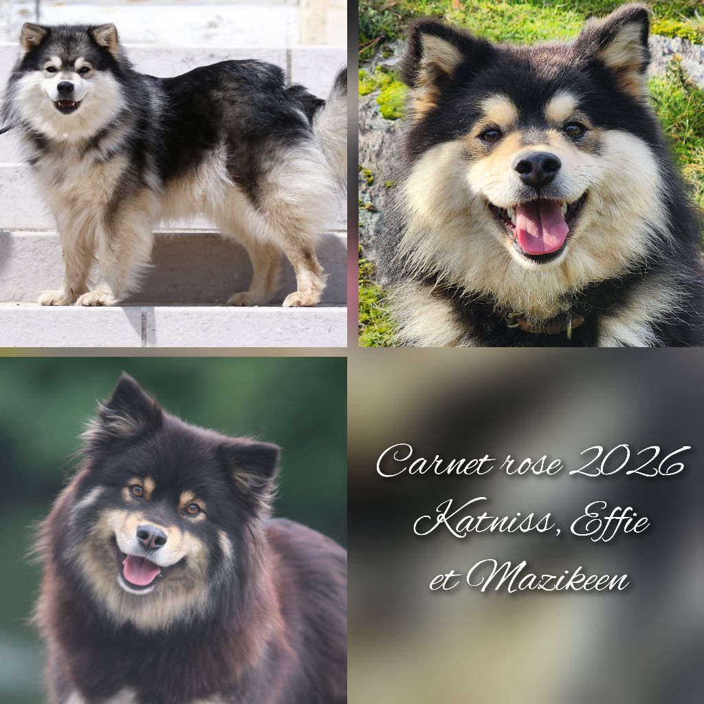 Carnet rose 2026