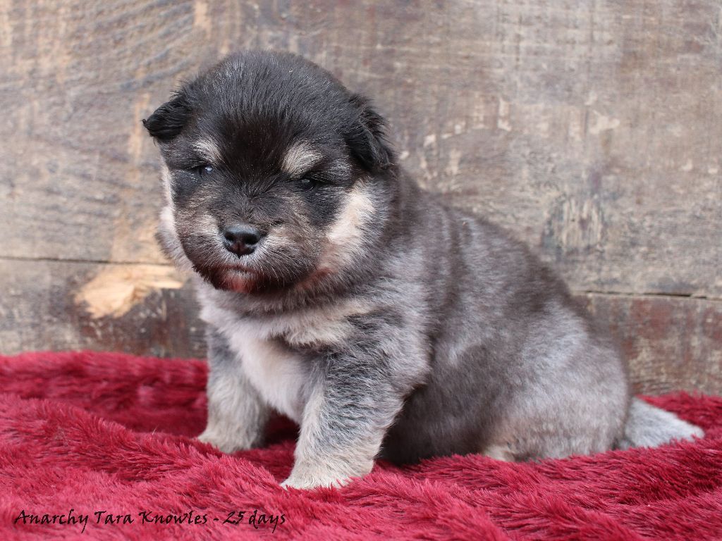 Du Pays Des Mille Lacs - Chiots disponibles - Chien finnois de Laponie