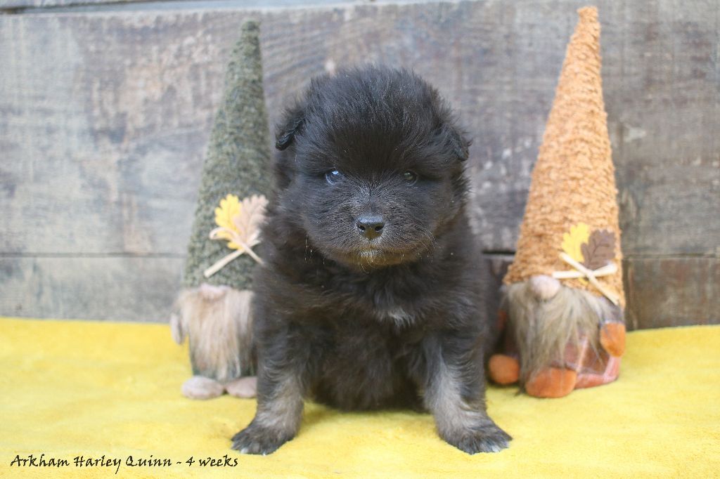 Du Pays Des Mille Lacs - Chiots disponibles - Chien finnois de Laponie