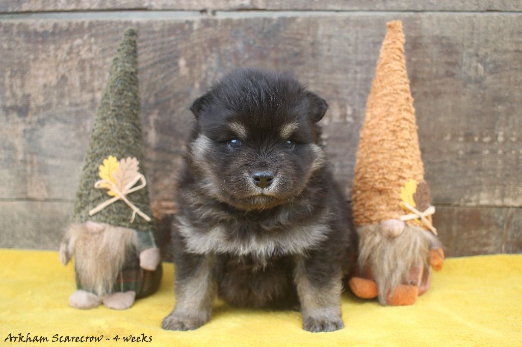 Du Pays Des Mille Lacs - Chiots disponibles - Chien finnois de Laponie