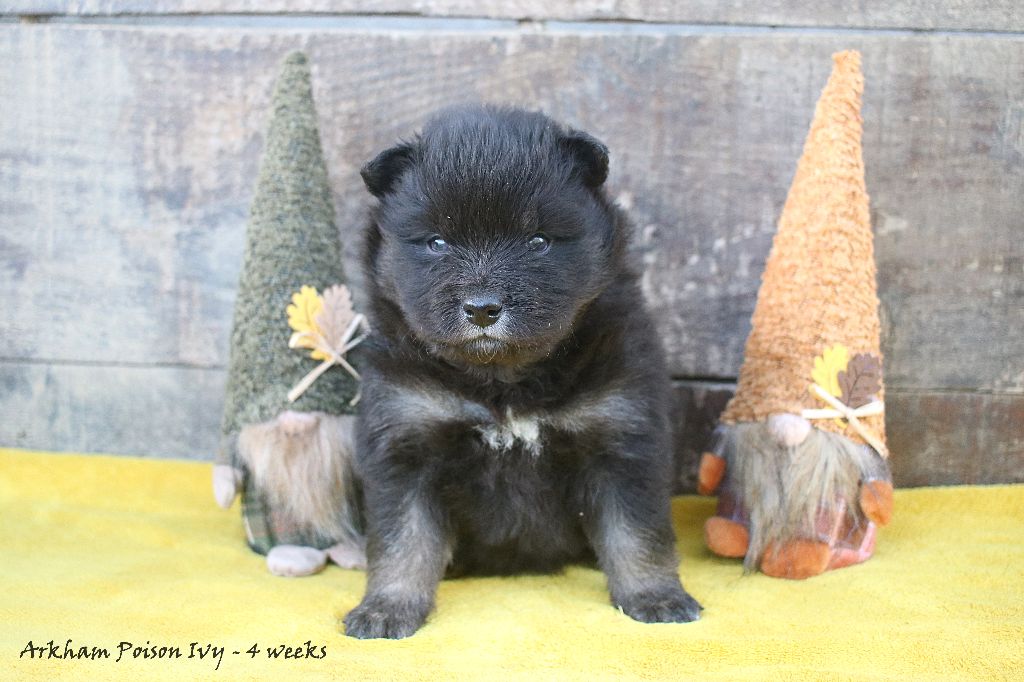 Du Pays Des Mille Lacs - Chiots disponibles - Chien finnois de Laponie
