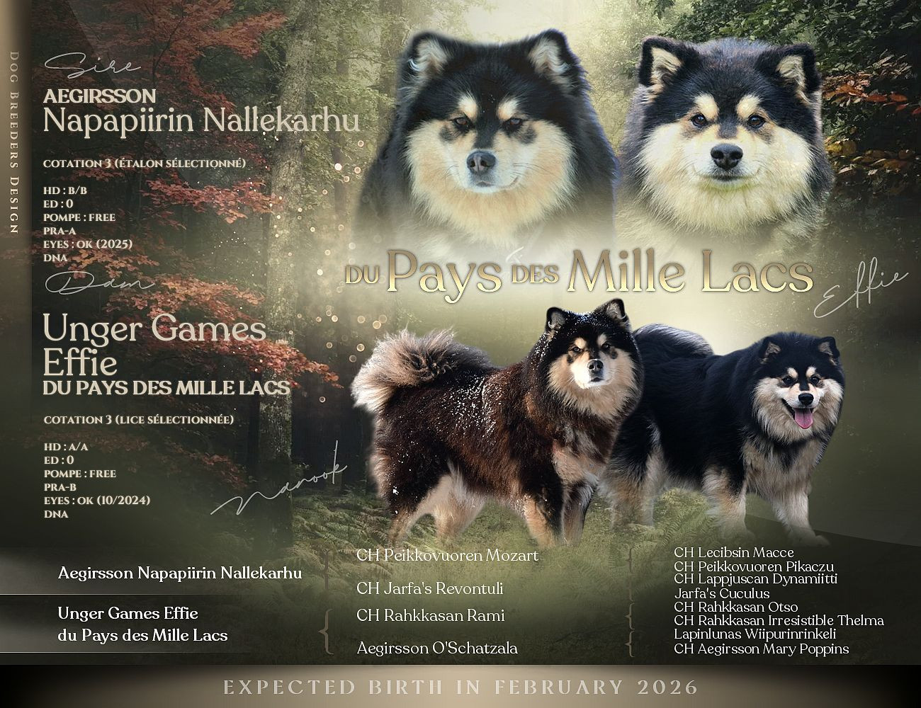 Du Pays Des Mille Lacs - Chien finnois de Laponie - Portée née le 06/02/2026