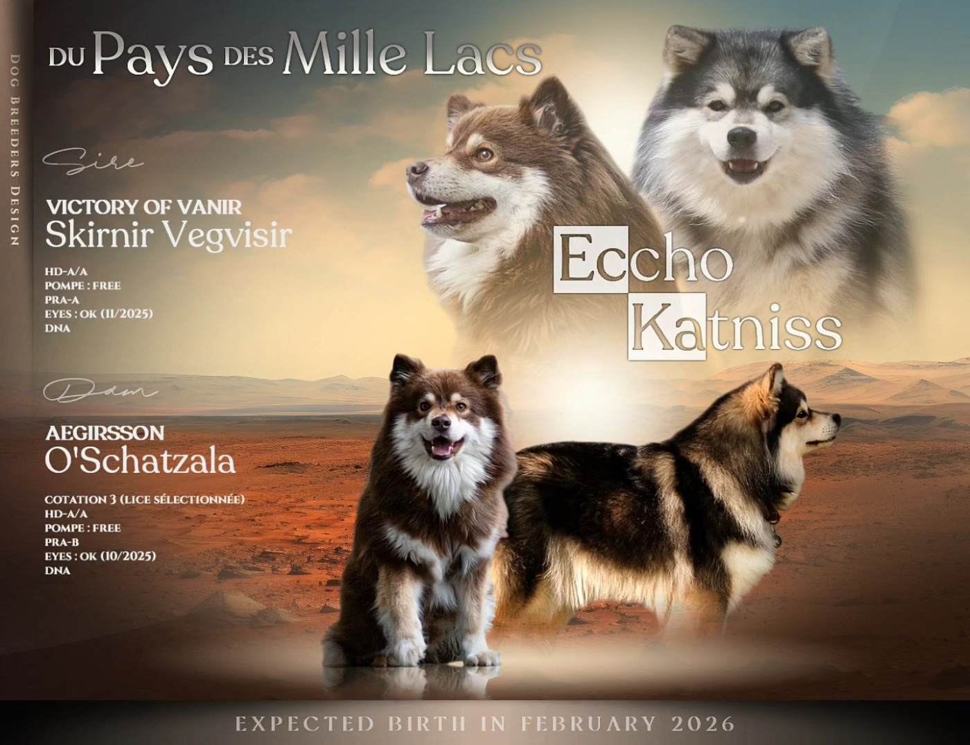 Du Pays Des Mille Lacs - Chien finnois de Laponie - Portée née le 11/02/2026