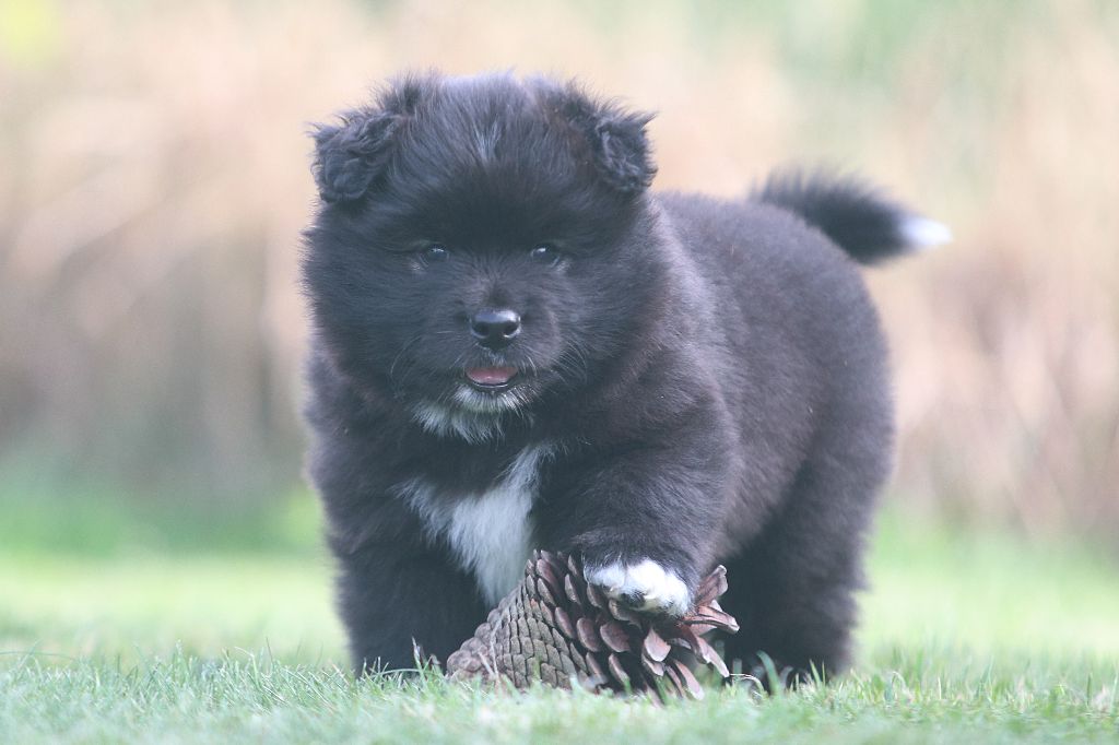 Du Pays Des Mille Lacs - Chiots disponibles - Chien finnois de Laponie