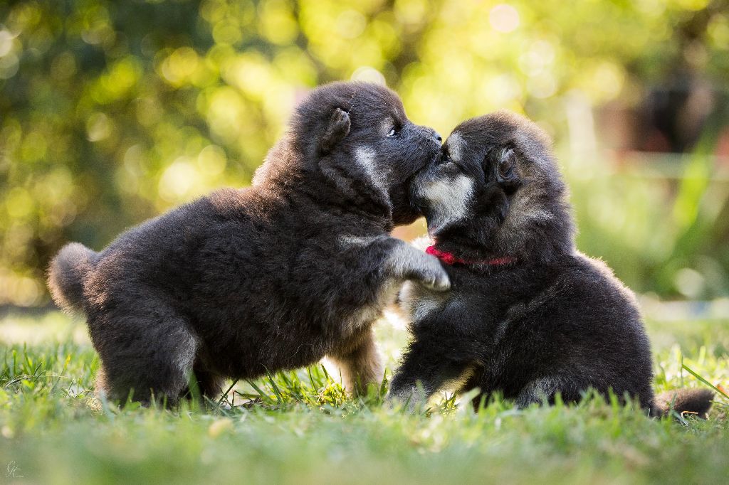 Du Pays Des Mille Lacs - Chien finnois de Laponie - Portée née le 12/08/2019