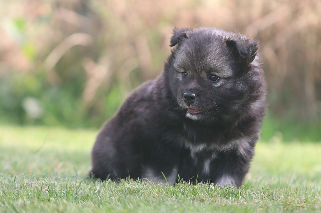 Du Pays Des Mille Lacs - Chiots disponibles - Chien finnois de Laponie
