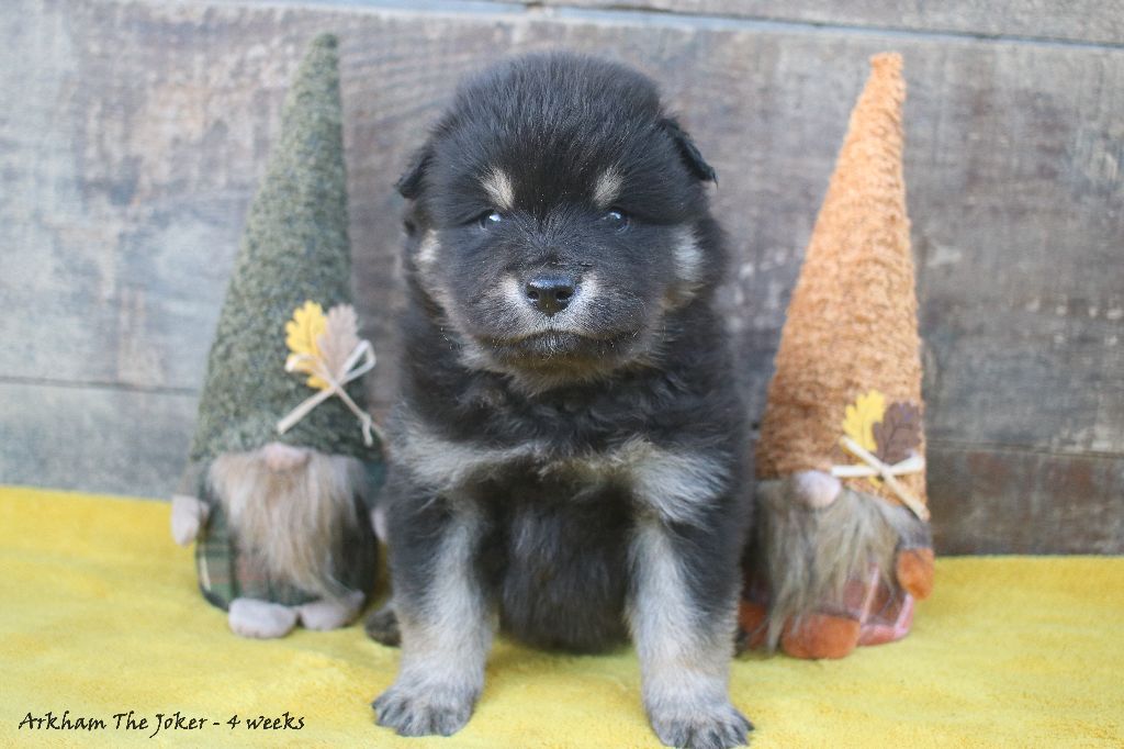 Du Pays Des Mille Lacs - Chiots disponibles - Chien finnois de Laponie