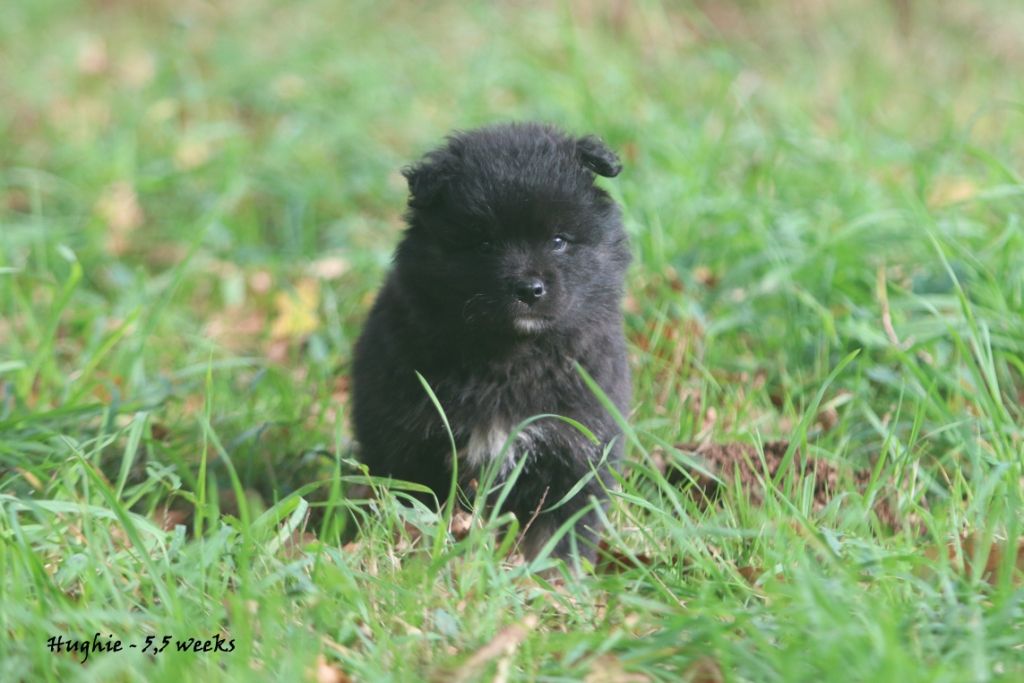 Du Pays Des Mille Lacs - Chien finnois de Laponie - Portée née le 13/09/2022