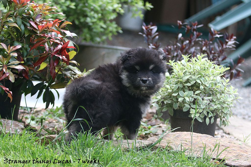 Du Pays Des Mille Lacs - Chien finnois de Laponie - Portée née le 31/03/2021