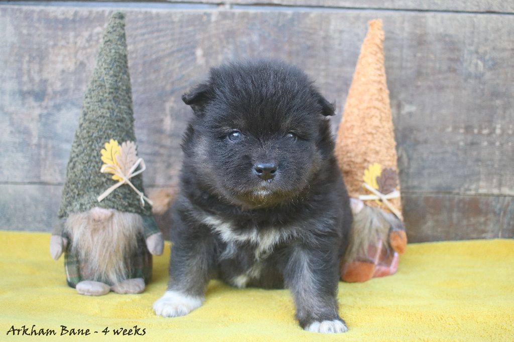 Du Pays Des Mille Lacs - Chiots disponibles - Chien finnois de Laponie