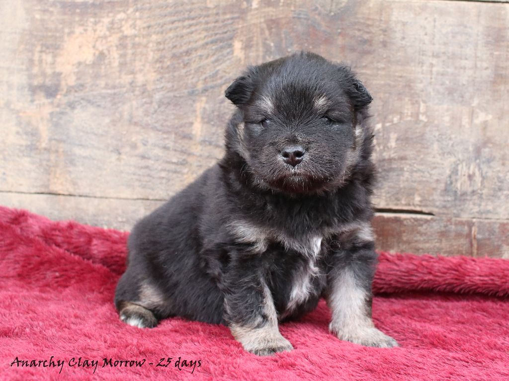 Du Pays Des Mille Lacs - Chiots disponibles - Chien finnois de Laponie