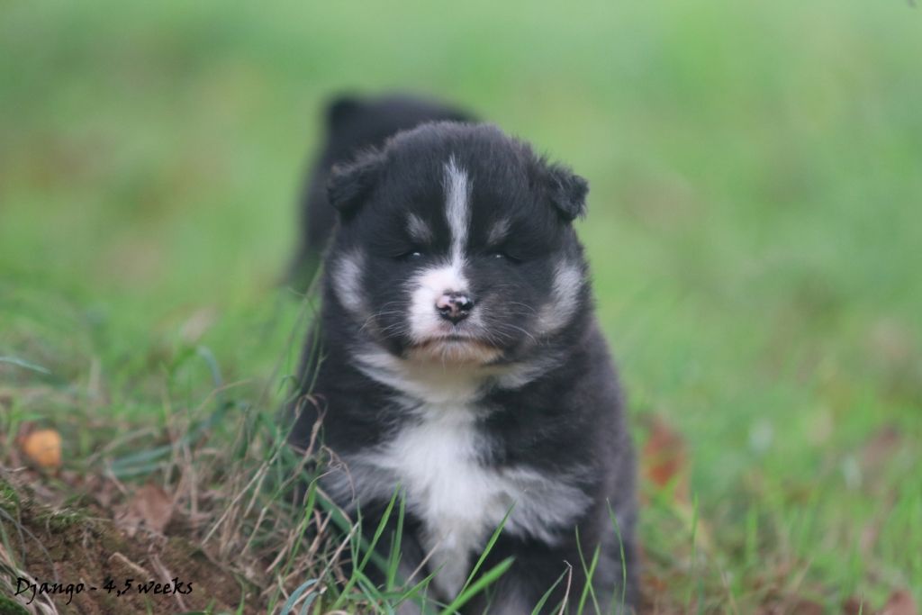 Du Pays Des Mille Lacs - Chien finnois de Laponie - Portée née le 21/09/2022