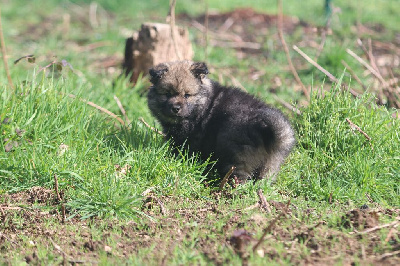 CHIOT 1