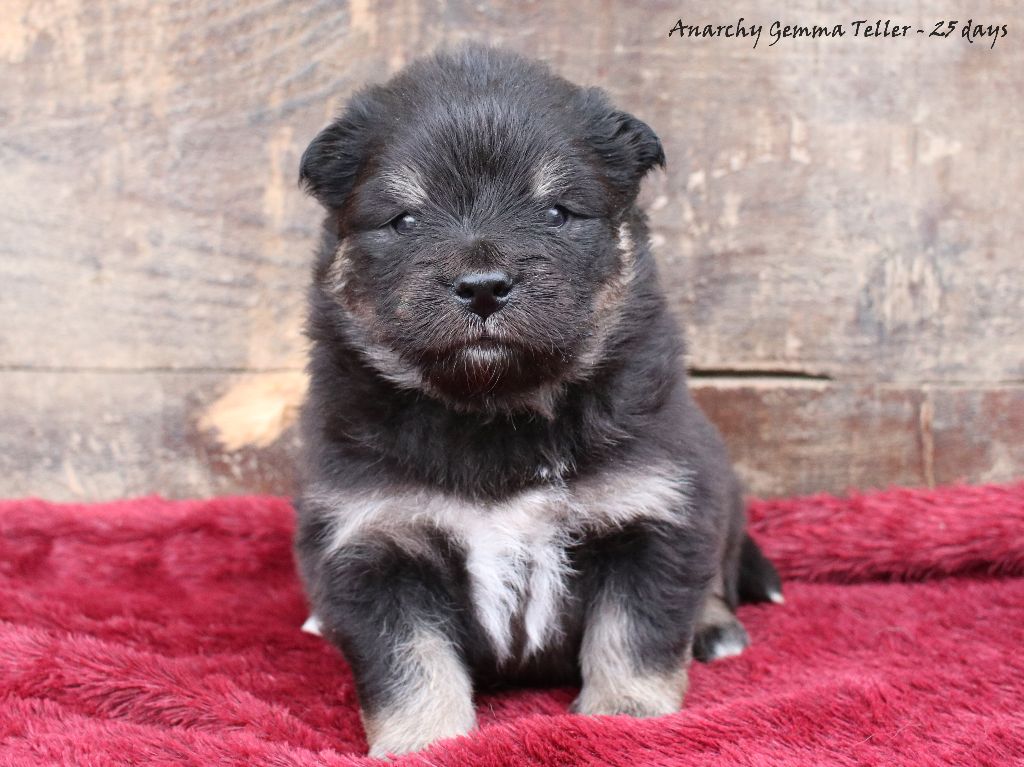 Du Pays Des Mille Lacs - Chiots disponibles - Chien finnois de Laponie