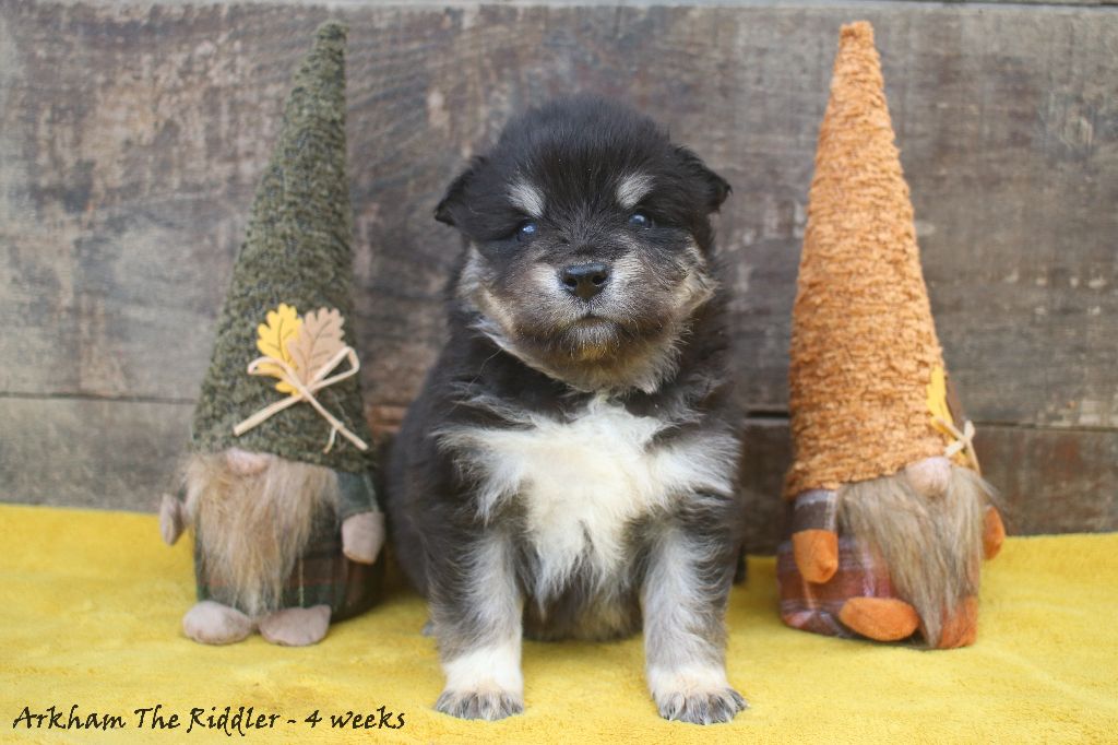 Du Pays Des Mille Lacs - Chiots disponibles - Chien finnois de Laponie