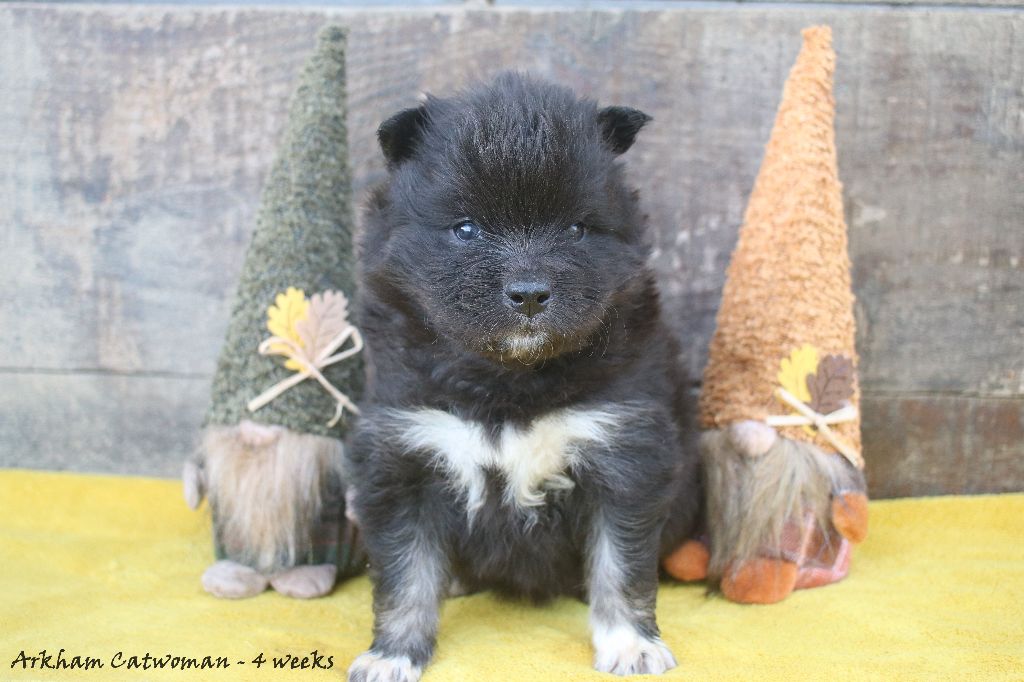 Du Pays Des Mille Lacs - Chiots disponibles - Chien finnois de Laponie