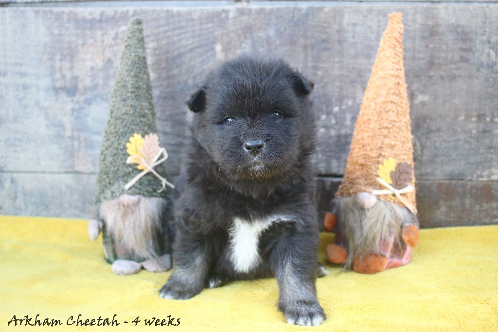 Du Pays Des Mille Lacs - Chiots disponibles - Chien finnois de Laponie