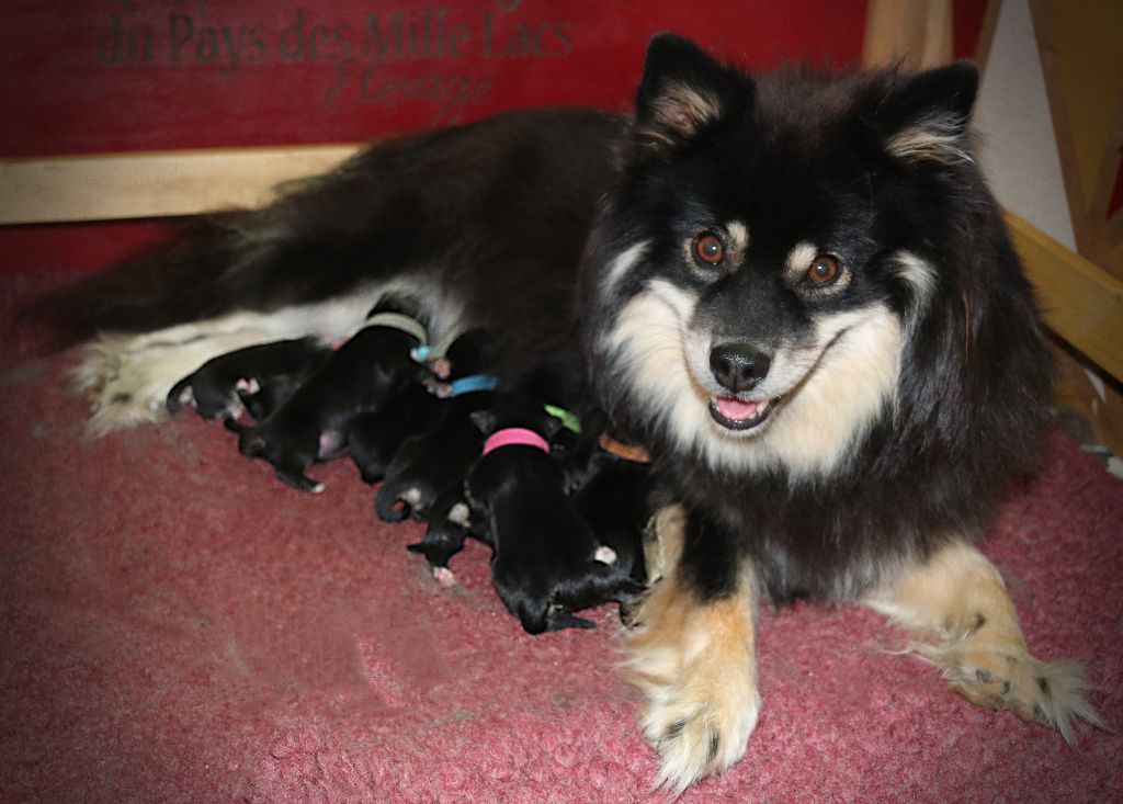 Chiot Chien finnois de Laponie Du Pays Des Mille Lacs