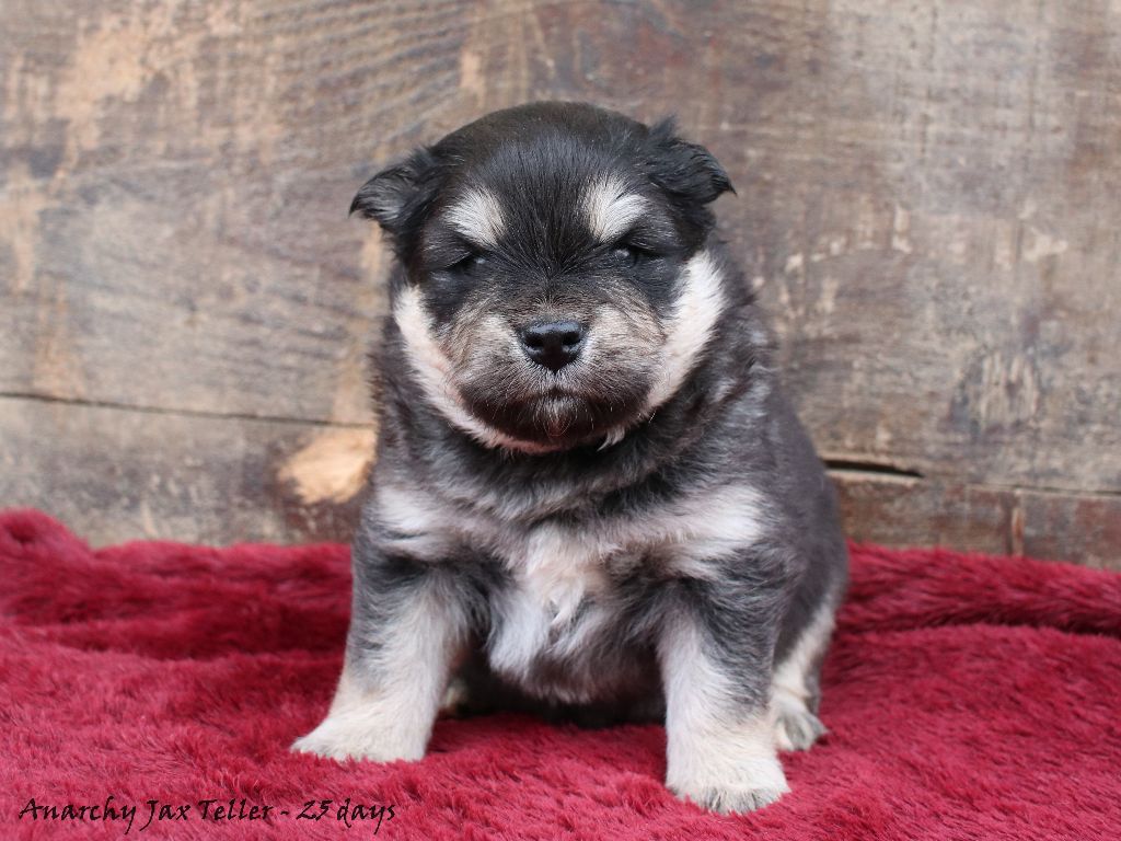 Du Pays Des Mille Lacs - Chiots disponibles - Chien finnois de Laponie