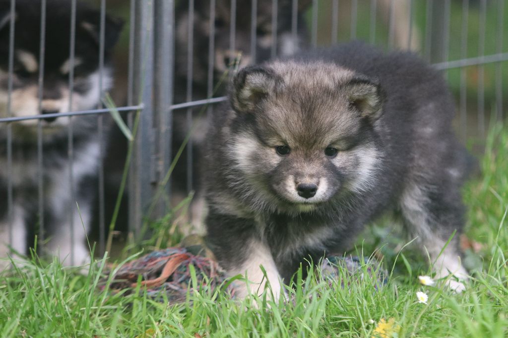 Du Pays Des Mille Lacs - Chien finnois de Laponie - Portée née le 26/05/2021