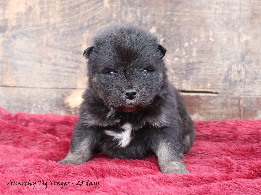 Du Pays Des Mille Lacs - Chiots disponibles - Chien finnois de Laponie