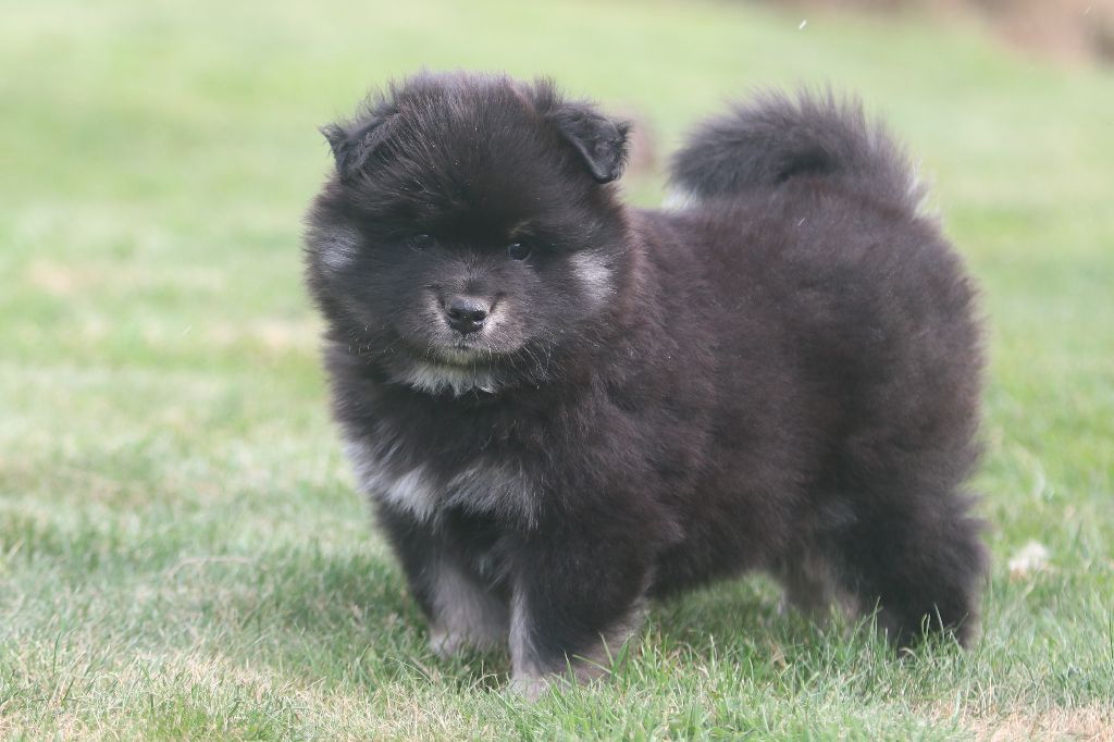 Du Pays Des Mille Lacs - Chiots disponibles - Chien finnois de Laponie